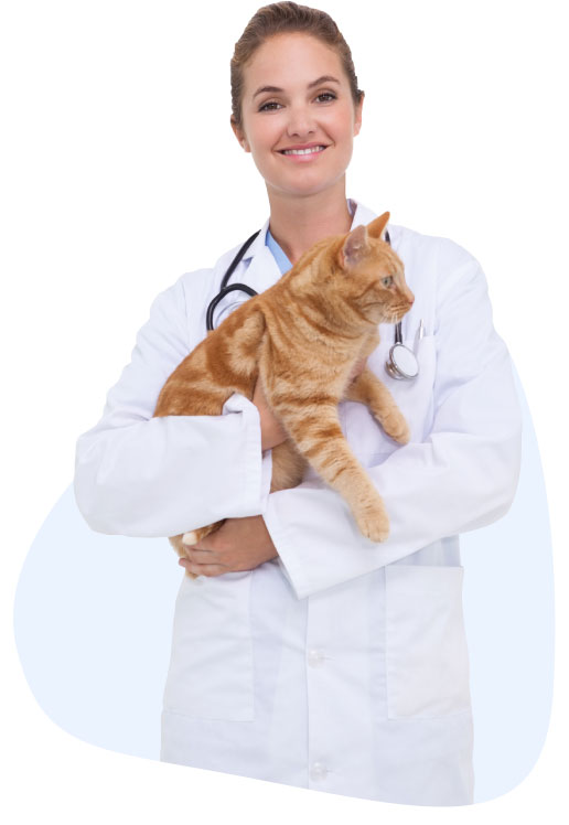 Urgent Care for Cats | Bundaberg Emergency Animal Hospital